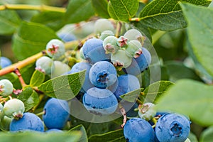 Blueberries growing on bush in a field