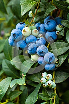 Blueberries growing on bush in a field
