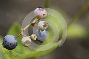 Blueberries Growing