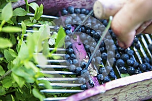 Blueberries hand picker