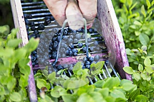 Blueberries hand picker