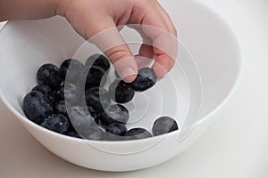 Blueberries in the hands of a child. child`s hand takes blueberries from a white bowl on a white background