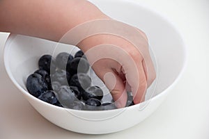 Blueberries in the hands of a child. child`s hand takes blueberries from a white bowl on a white background