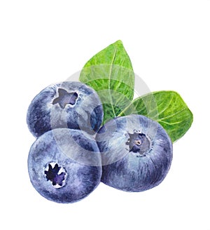 Blueberries with leaves isolated on white background. Hand drawn