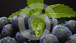 Blueberries with leaves of mint and dew on a black background. Fresh blueberry sprinkled with water, close up view.