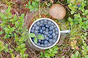 Blueberries in a metal mug