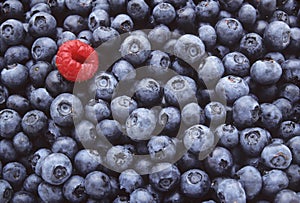 Blueberries and One Raspberry