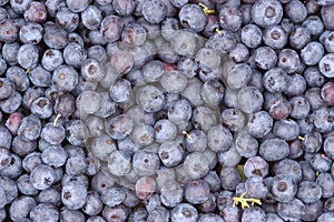 Blueberries in a pile
