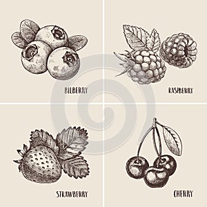 Blueberries, raspberries, strawberries and mulberries vector illustration. Set of berries skech.