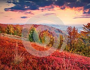 Blueberries with red leaves cover the mountain slopes. Vivid colors autumn scene of Borzhava mountain range with dramatic overcast