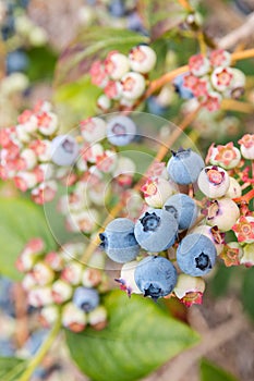 Blueberries ripening on blueberry bush