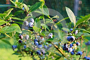 Blueberries ripening on the bush