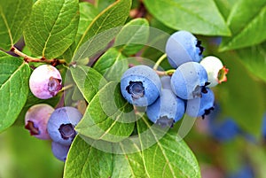 Blueberries ripening on the bush, closeup