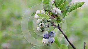 Blueberries ripening on the bush. Shrub of blueberries. Growing berries in the garden.