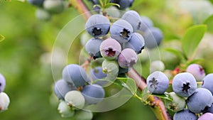 Blueberries ripening on the bush. Shrub of blueberries. Growing berries in the garden.