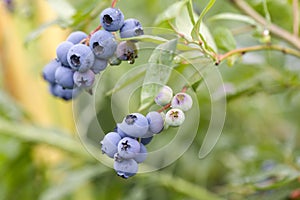 Blueberries ripening on the bush. Shrub of blueberries. Growing berries in the garden