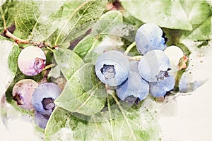 Blueberries ripening on the bush in watercolor style