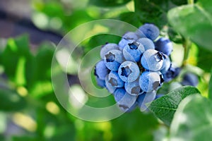 Blueberries ripening on a tree branch. Blue fruit on a healthy green plant in the morning