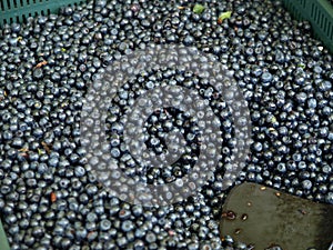 Blueberries for sale