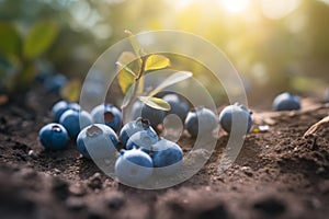 Blueberries thrive outside, a testament to nature\'s bounty and the delicious rewards of cultivation