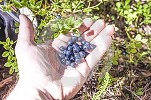Blueberries vaccinium myrtillus on a hand photo