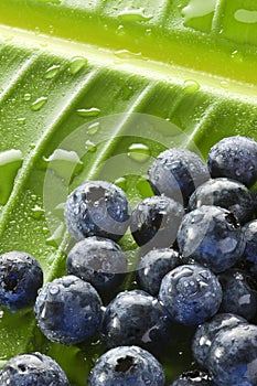 Blueberries Water Drops Leaf Background