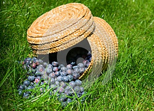 Blueberries were hanging from a wicker basket on the green grass.