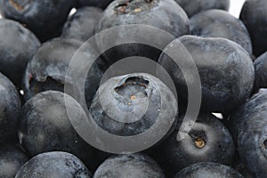 Blueberries on white background