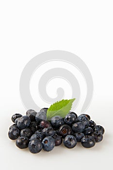 Blueberries on a White Background