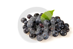 Blueberries on a White Background