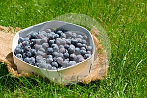 Blueberries in a white basket on green grass.