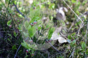 Blueberries or whortleberry wild shrubs in natural environment growing in forest litter in blooming time