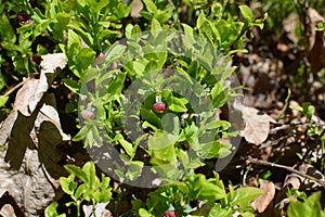 Blueberries or whortleberry wild shrubs in natural environment growing in forest litter in blooming time