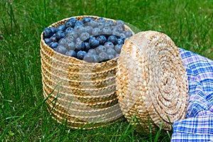 Blueberries in a wicker basket on green grass.