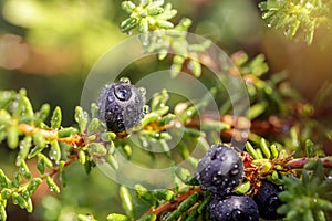 Blueberry antioxidants on a background of Norwegian nature