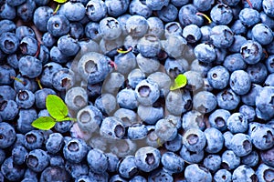 Blueberry background. Ripe blueberries closeup