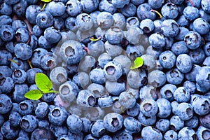 Blueberry background. Ripe blueberries closeup photo