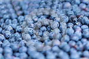 Blueberry background. Ripe and juicy fresh picked blueberries closeup