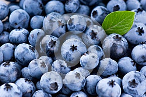 Blueberry background. Sweet fruits closeup