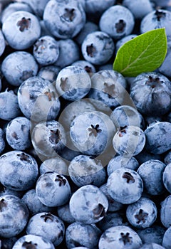 Blueberry background. Sweet fruits closeup. Top view