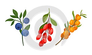 Blueberry and Barberry Branch with Berries and Green Fibrous Leaves Vector Set