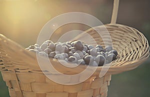 Blueberry basket