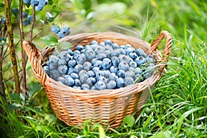 Blueberry basket. Ripe Bilberries in wicker basket.