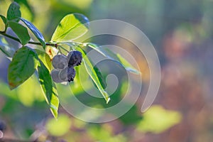 Blueberry berries on a blueberry bush, forest dark blue blueberries grow on a twig with green leaves in a forest or