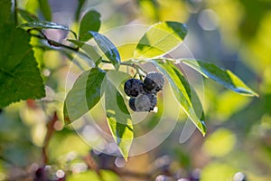 Blueberry berries on a blueberry bush, forest dark blue blueberries grow on a twig with green leaves in a forest or