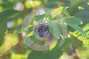 Blueberry berries on a blueberry bush, forest dark blue blueberries grow on a twig with green leaves in a forest or