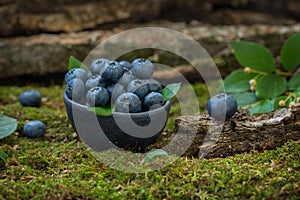 Blueberry berries in a bowl on a natural forest background.