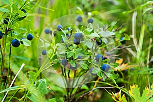 Blueberry berry on a bush. Blueberry bush with ripe berries of bright blue color