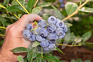 Blueberry berry collected in a bunch of close-ups on a green bush. Nutrition Nutrition Concept