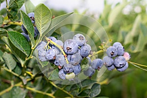Blueberry berry collected in a bunch of close-ups on a green bush. Nutrition Nutrition Concept